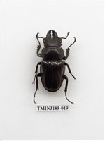 藏品(鬼艷鍬形蟲)的圖片